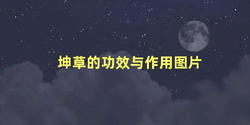 坤草的功效与作用图片