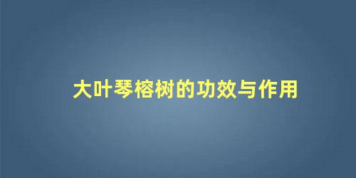 大叶琴榕树的功效与作用