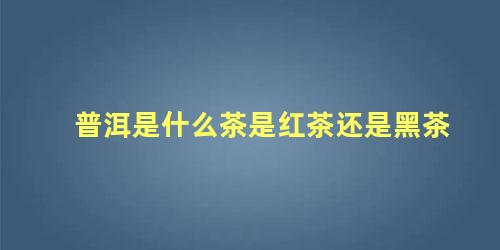 普洱是什么茶是红茶还是黑茶