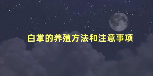 白掌的养殖方法和注意事项