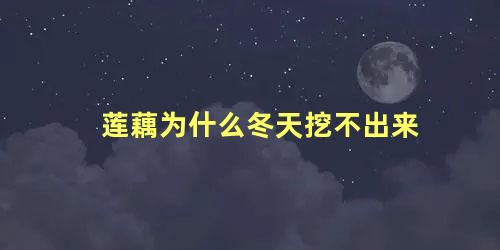 莲藕为什么冬天挖不出来