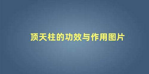 顶天柱的功效与作用图片