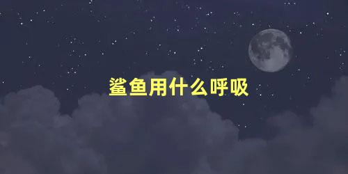 鲨鱼用什么呼吸