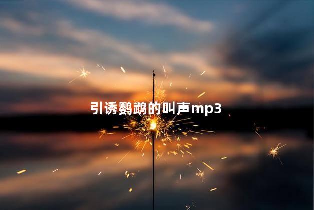 引诱鹦鹉的叫声mp3