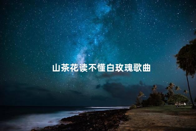 山茶花读不懂白玫瑰歌曲